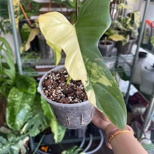 May include: A variegated plant with green and white leaves in a brown plastic pot. The plant is growing in a room with a metal shelf behind it.