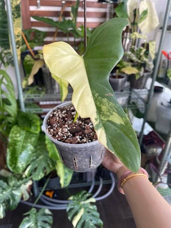 gigas philodendron Philodendron gigas main image 1