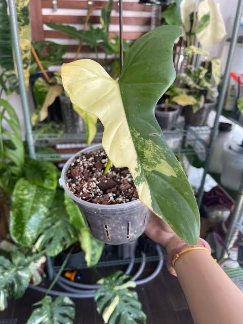 Philodendron Violin Variegated – Exotropical