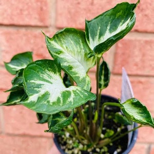 May include: A potted plant with green and white variegated leaves. The plant is in a black plastic pot and is sitting on a brick surface.