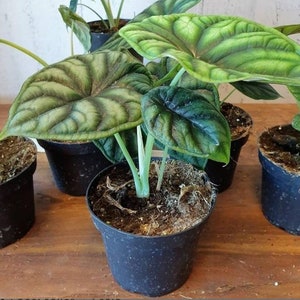 Alocasia Silver Dragon Scale Live Plants | Free Phytosanitary Certificate | DHL Express