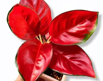 Aglaonema Suksom Jaipong Live Plants | free phythosanitary certificate