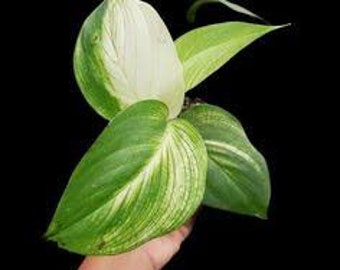 Scindapsus White Monster Variegated Live Plants | free phythosanitary certificate