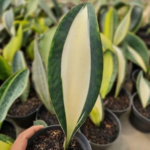 Sansevieria masoniana mediopicta Variegated Aroid Tropical Live Plants | Free Phytosanitary Certificates | DHL Express