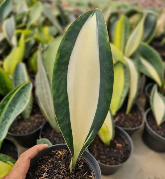 5 finger snake plant Snake Plant Dragon Fingers main image 0
