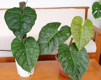 Philodendron Majestic | free phythosanitary certificate