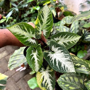 Syngonium Scrambled Eggs Variegated Live Plants | free phythosanitary certificate