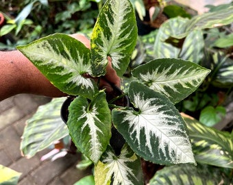 Syngonium Scrambled Eggs Variegated Live Plants | free phythosanitary certificate