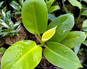 Philodendron Lemon Exotic Live Plants | free Phytosanitary Certificate | DHL Express