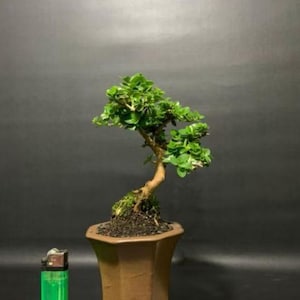 Bonsai Mame Sancang Exotic Live Plants | Free Phytosanitary Certificates | DHL Express