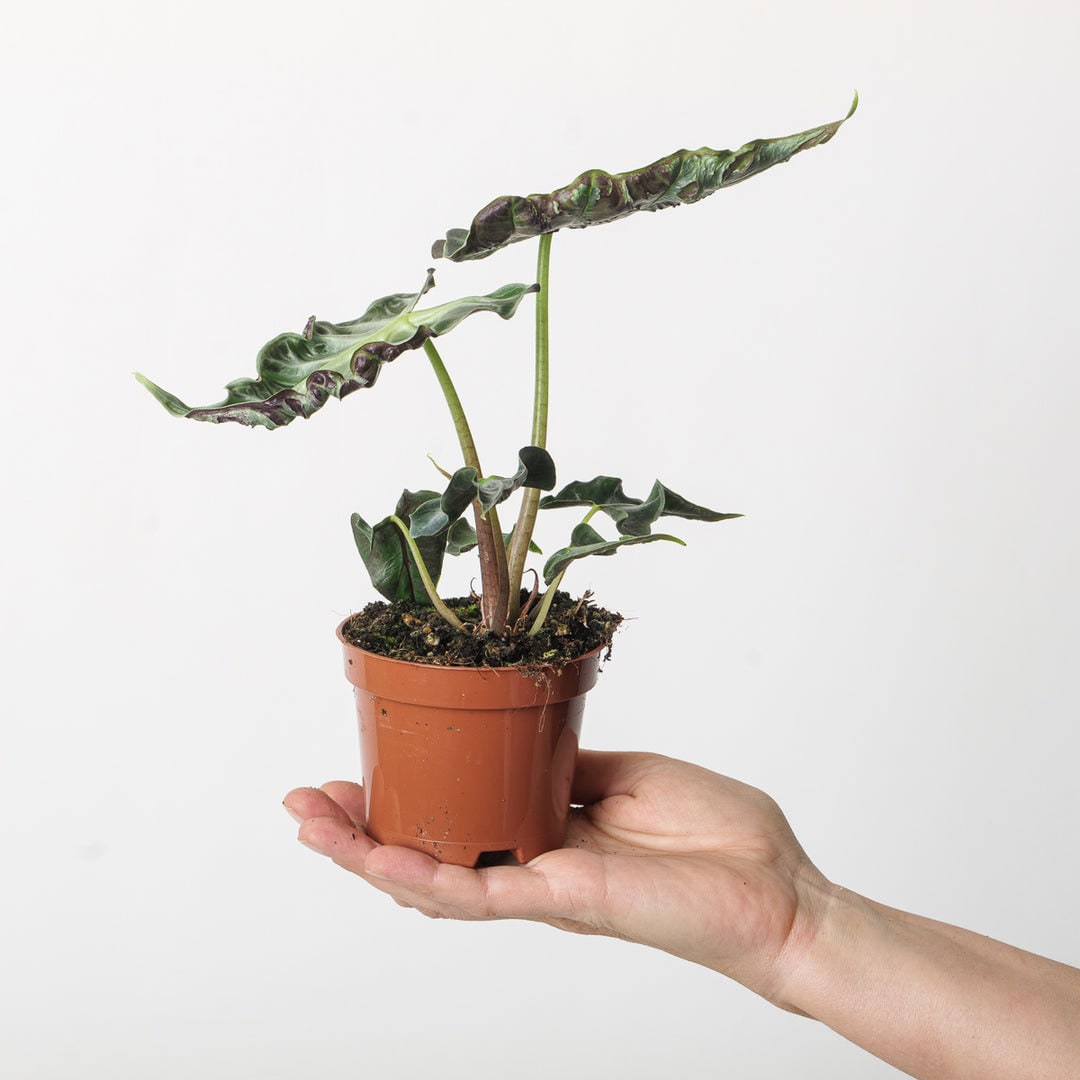 Alocasia 'Loco' - Gabriella Plants