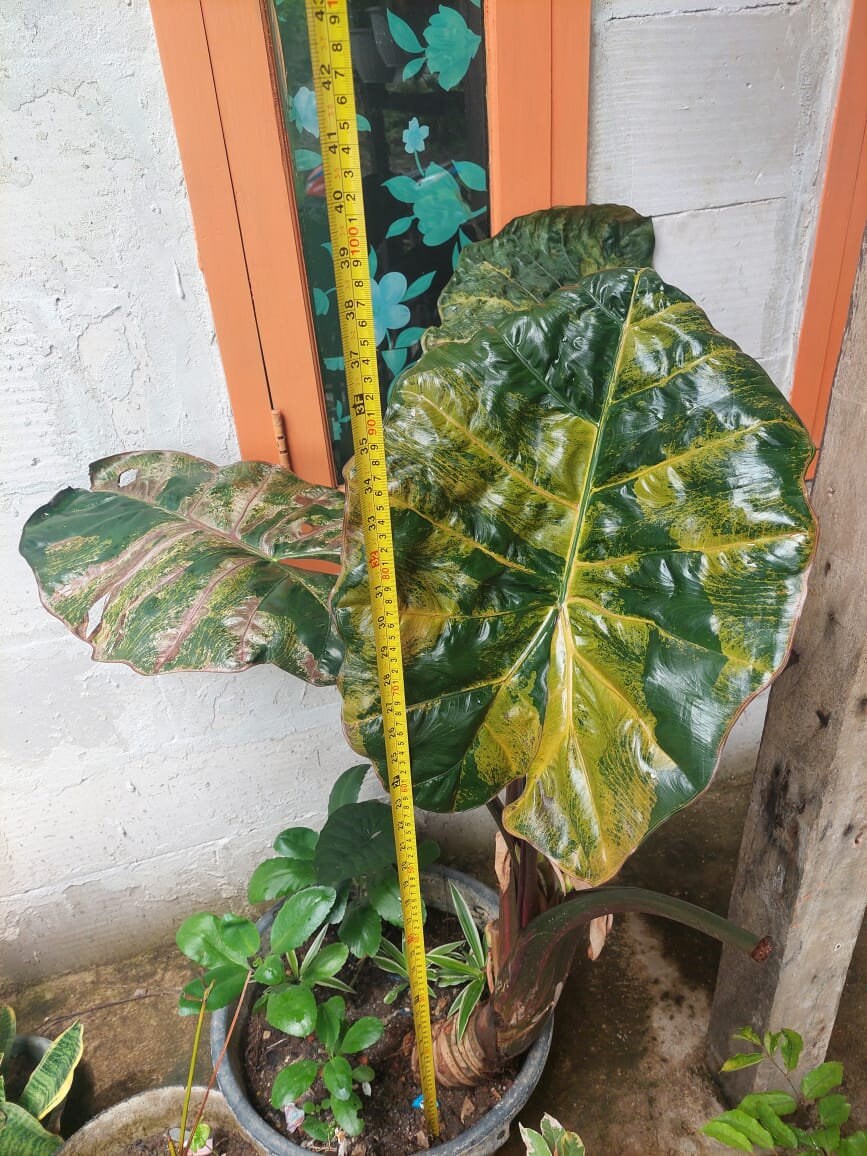 アロカシア ユカタンプリンセス オーレア アロカシア ユカタンプリンセス 【現品B】 | グリーンホビー