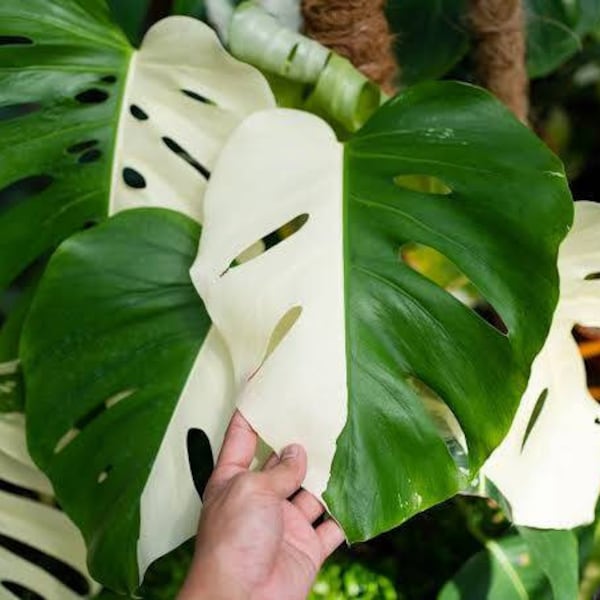 Monstera Albo Halfmoon Variegada Com 3-4 Folhas Planta Viva Aroid Planta Livre Certificado Fitossanitário DHL Express