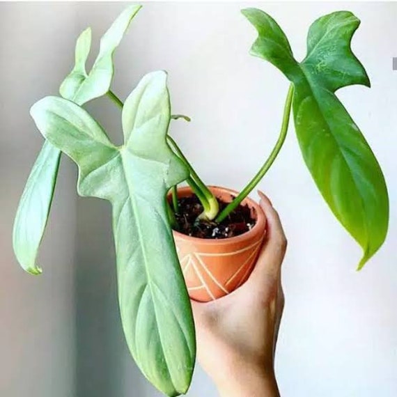silver stripe philodendron Philodendron cordatum 'Silver Stripe' main image 1