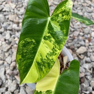 Philodendron Burlemax Variegated | free Phytosanitary Certificate | DHL Express