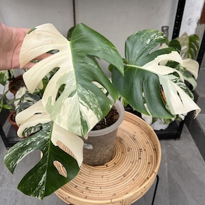 Monstera Variegated Live Plants With 3 Leafe | free phythosanitary certificate