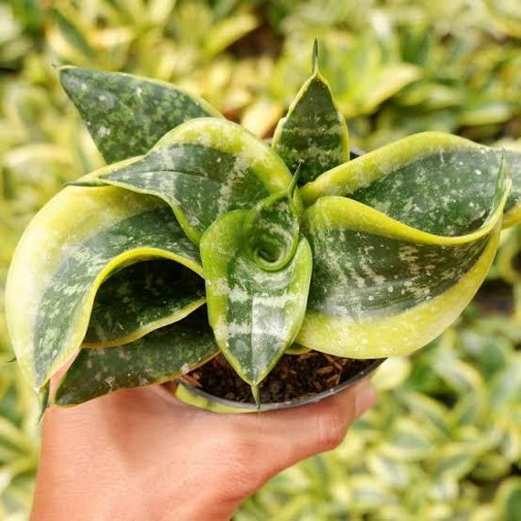 Buy Sansevieria Twister Tsunami Best Seller Plant Aroid Live Plants | Dhl  Express Free Phythosanitary Certificate Online in India - Etsy