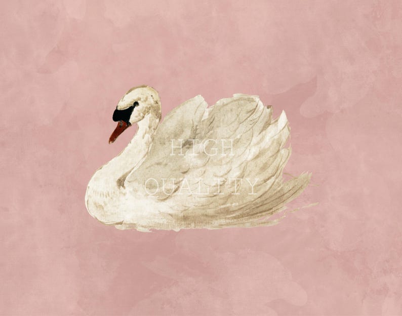 May include: A watercolor illustration of a white swan with a black beak and orange base, positioned on a solid dusty pink background. The text HIGH QUALITY is overlaid in white, centered across the body of the swan in a serif font.