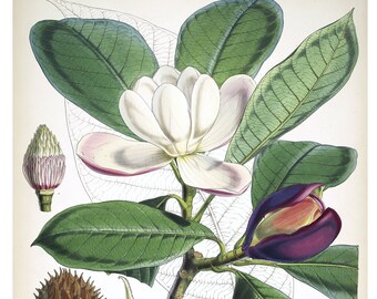 12 Embellishments | himalayan plants (set #2) • botanical • ephemera • journaling • choice of paper • victorian • flowers [E002]