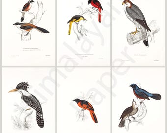16 Embellishments | birds (set #2) • nepal • himalaya • asian • gould • ephemera • journaling • illustrations • choice of paper [E011]