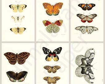 16 Embellishments | butterflies • moths • insects • nepal • himalaya • asian • ephemera • illustrations • journaling • paper choice [E007]