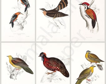 16 Embellishments | birds (set #1) • nepal • himalaya • asian • gould • ephemera • illustrations • journaling • choice of paper [E008]