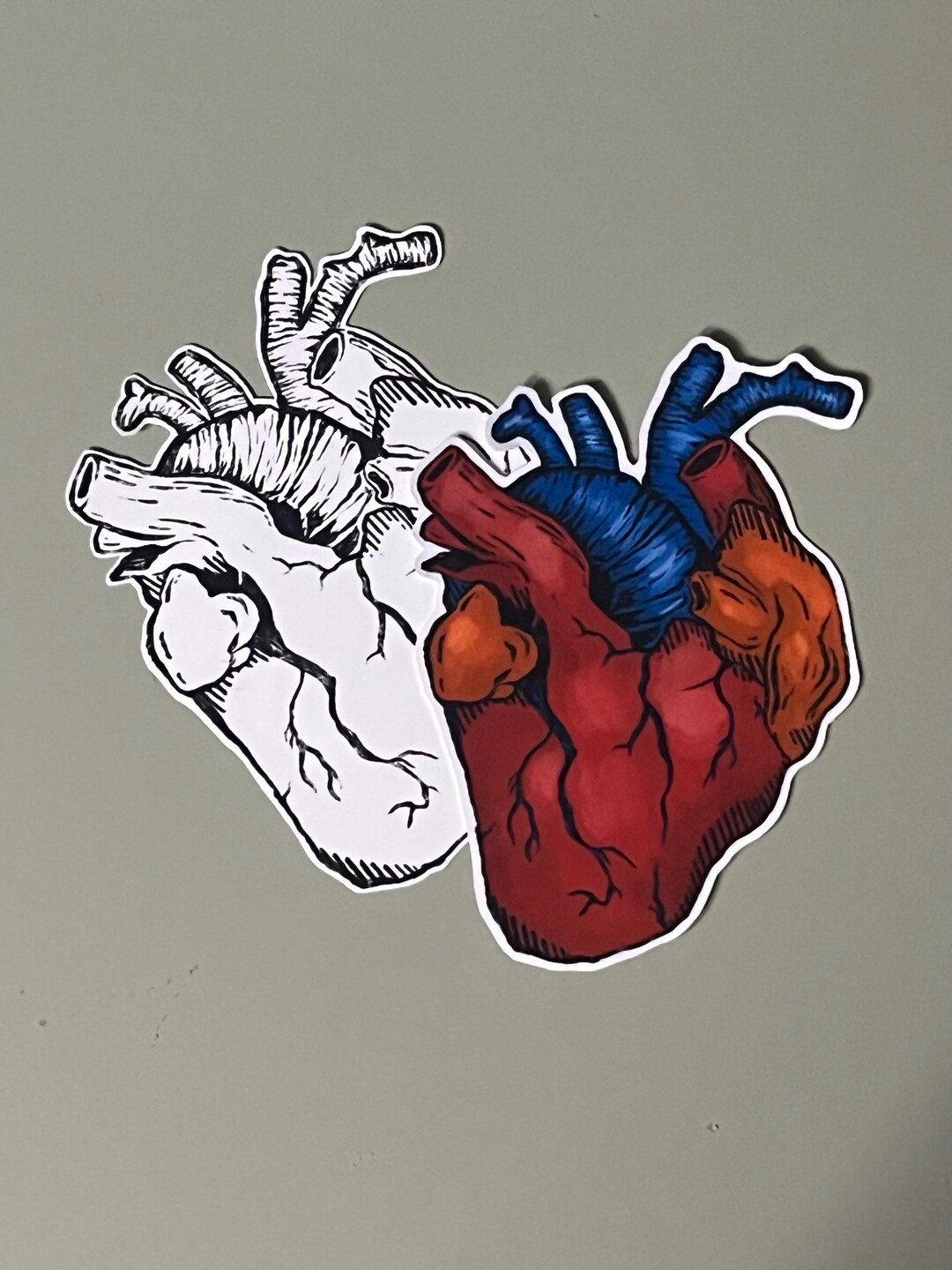 Anatomical Heart Sticker - Etsy