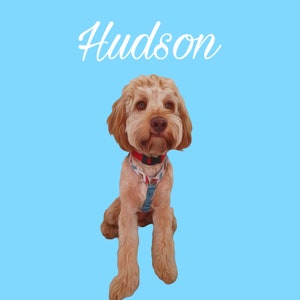 INTERNATIONAL Digital Pet Edit