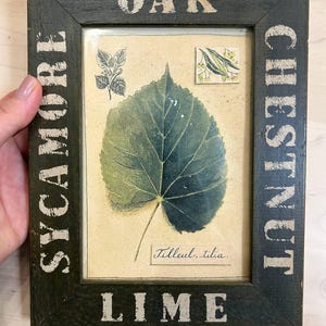 May include: A framed botanical print featuring a large green leaf with the scientific name "Tilleul. tilia." The dark green frame has white text that reads "OAK," "CHESTNUT," "LIME," and "SYCAMORE."