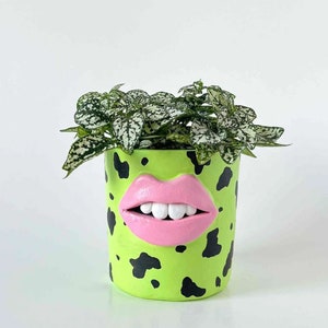 May include: A green planter with a black and white cow print design. The planter has a pink 3D sculpted mouth with white teeth. A green plant with white spots is growing in the planter.