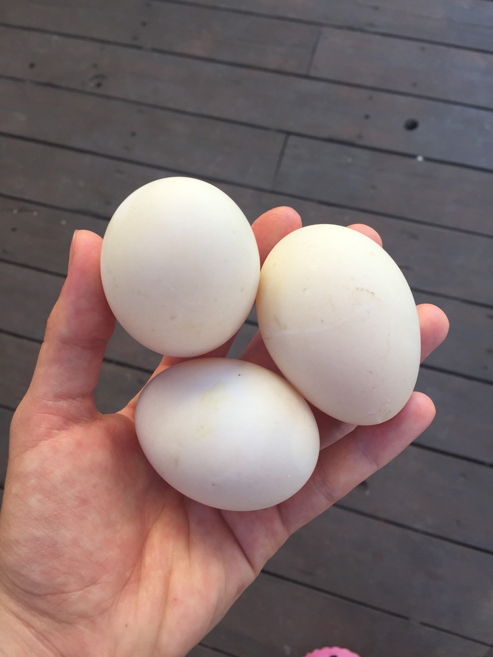 SALE Fresh Duck Eggs Large Eggs For Eating Free Range Etsy