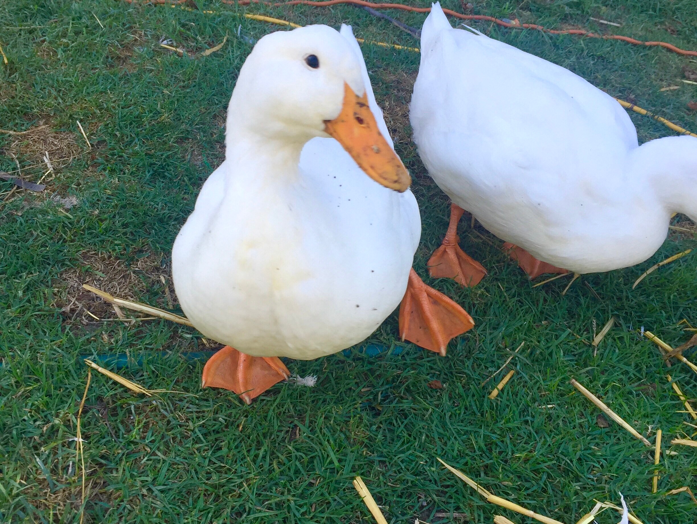 SALE Fresh Duck Eggs Large Eggs For Eating Free Range Etsy