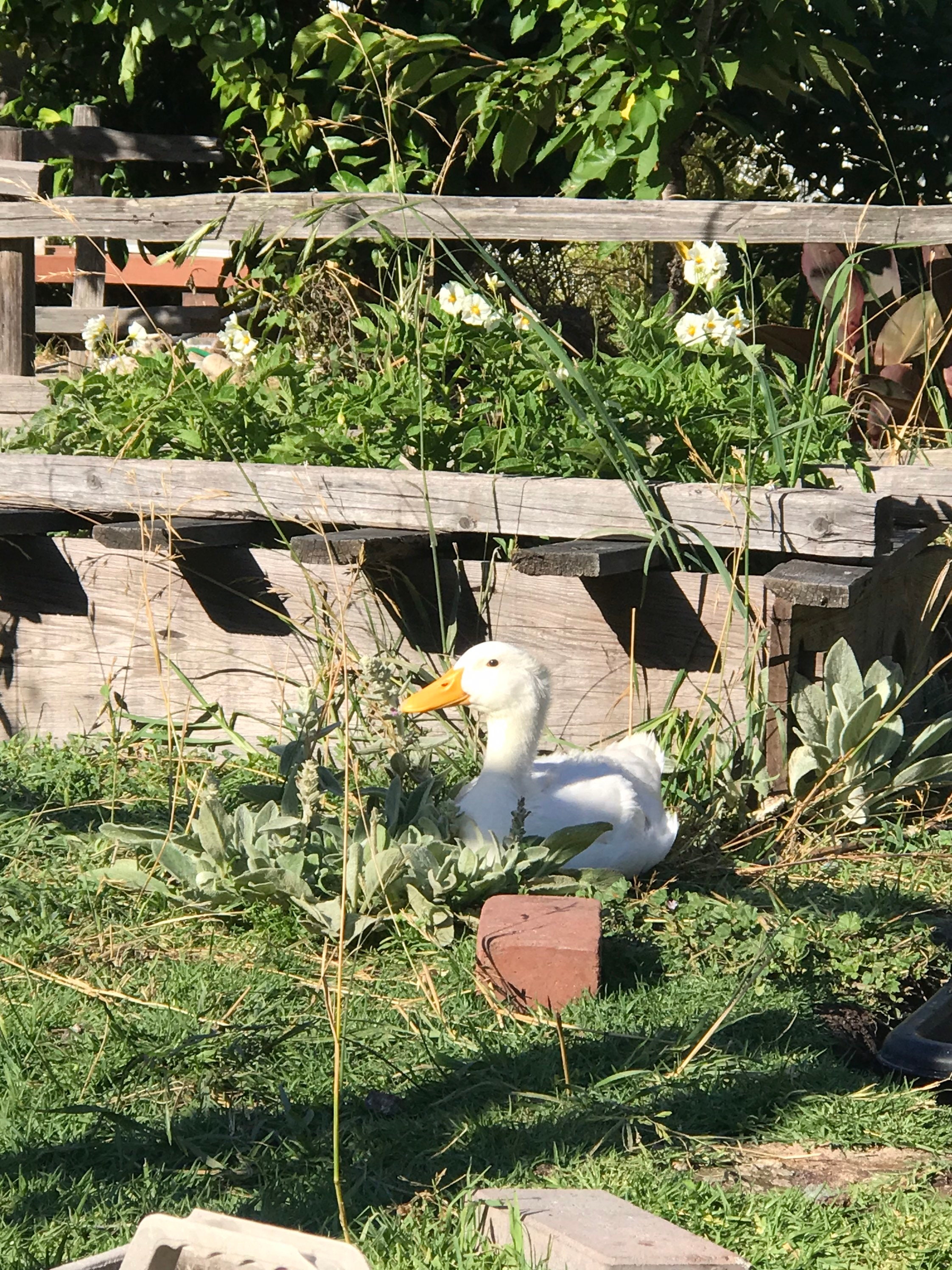 SALE Fresh Duck Eggs Large Eggs For Eating Free Range Etsy