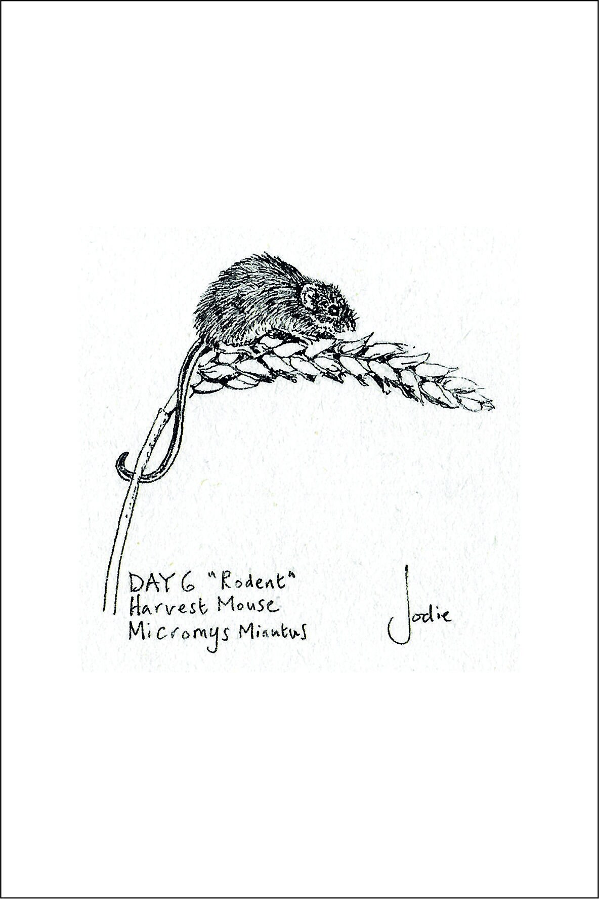 Harvest Mouse Ink Drawing With Accompanying Separate Words Etsy