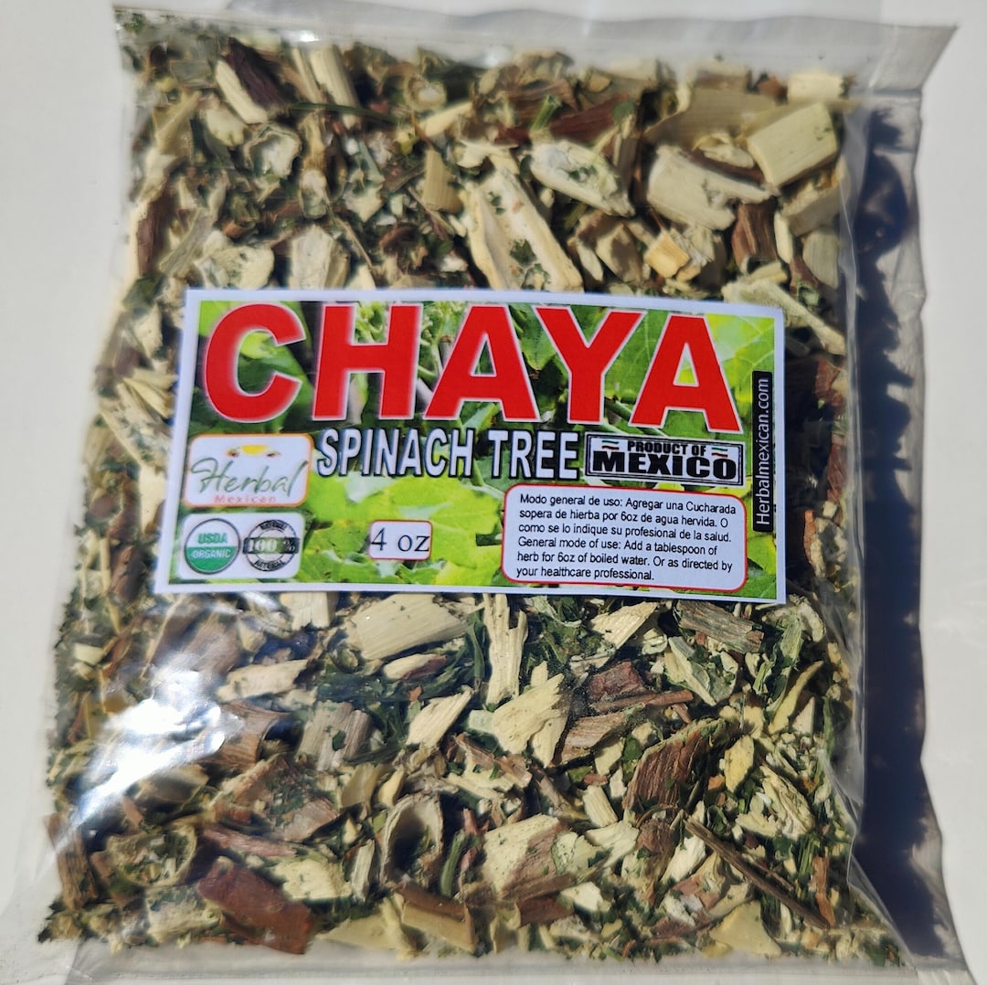 Chaya, Arbol De Chaya, Mexican Spinach Tree, Te De Chaya, Mayan Miracle ...
