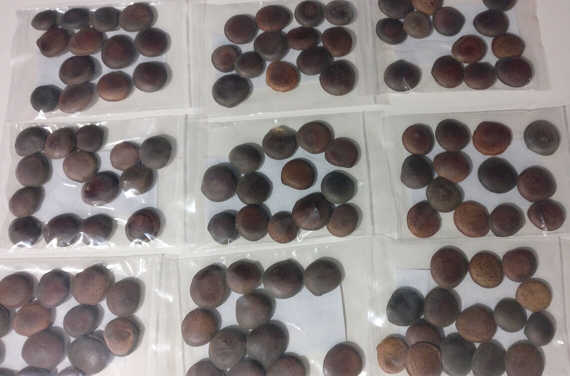 Para Que Sirve La Semilla De San Ignacio En Brujería Habas De San Ignacio 1.5oz 12 a 14 Habas Enteras Ignatius Bean, Haba De