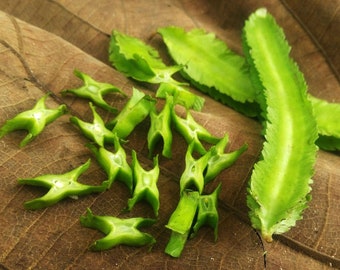 20 Organic Winged Bean Seed | Dau Rong | Pallang | Four Angled Bean | Dragon Bean | Manila Bean | Home Grown | Fast Shipping!