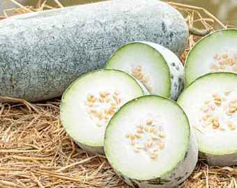 35 Organic Winter Melon Seeds | Ash Gourd | Wax Gourd | Gourd Seeds | Non-GMO | Fresh Crops | Hot Bi Dao | Home Grown | Fast shipping