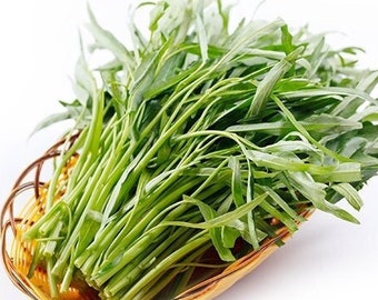Green Spinach Seeds Vegetable Garden Water Kang Plant Leaf Green Home 200 Pcs Green Spinach Seeds Vegetable Garden Water Kang Plant Leaf Green Home 200 Pcs