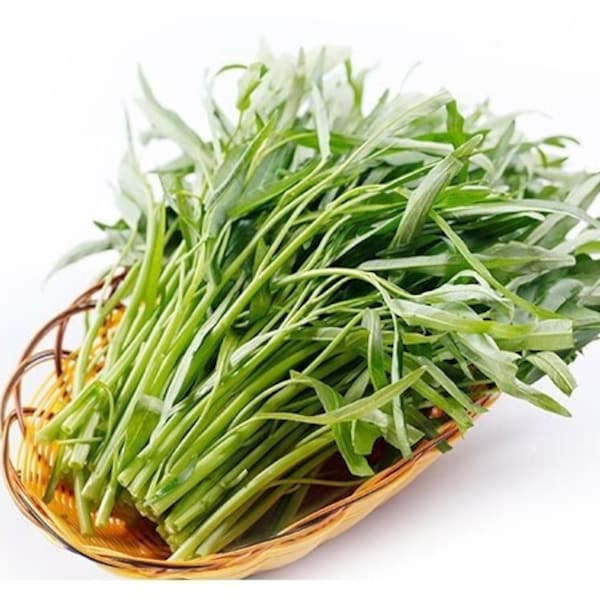 70+ Water Spinach Seeds | Rau Muong | Onchoy | KangKong | 100% Germination |  | Non-GMO | Fast Shipping!