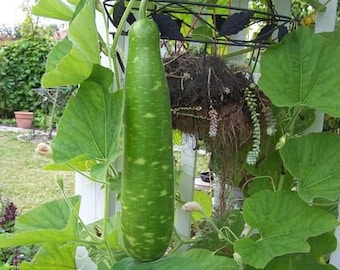 20 Organic Long Gourd Seeds | Hat Bau | Non-GMO Seeds | Fast Crops | Home Grown | Fast shipping!