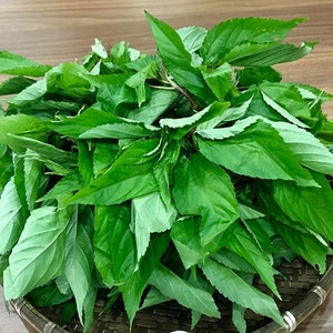 200+ Organic White Egyptian Spinach Seeds | Hot Rau Day | Saluyot | Molokhia | Jute Seeds | Non-GMO | Home Grown |Fast Shipping!