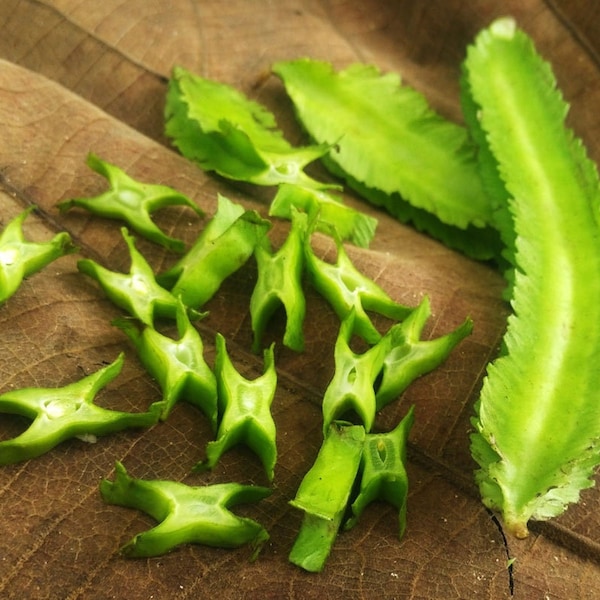 Purple King Pole Bean Etsy