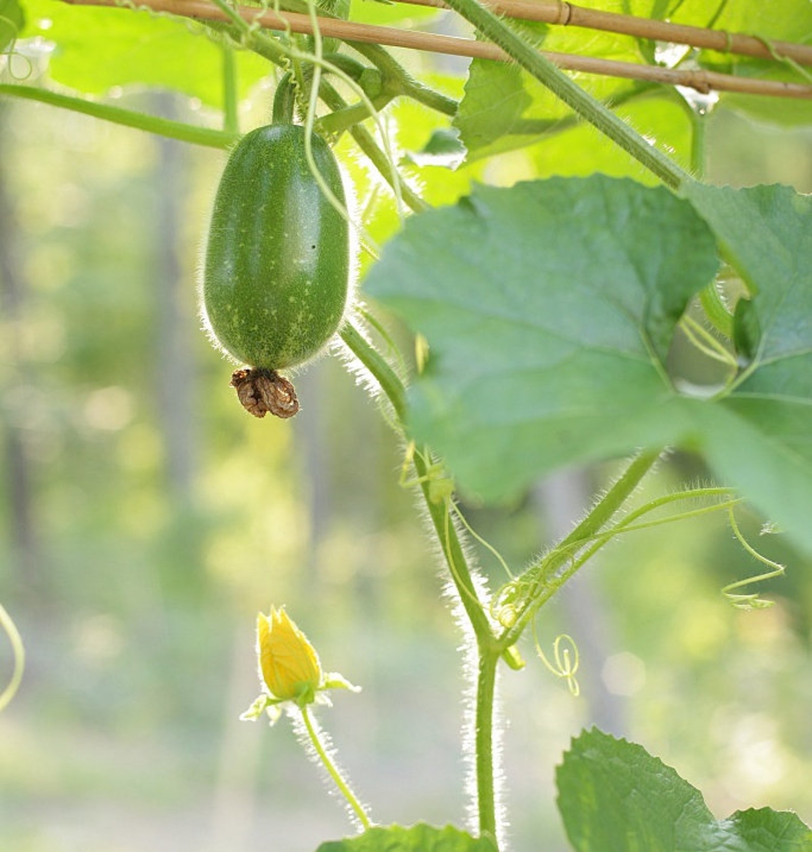 35 Organic Winter Melon Seeds Ash Gourd Wax Gourd Gourd Etsy