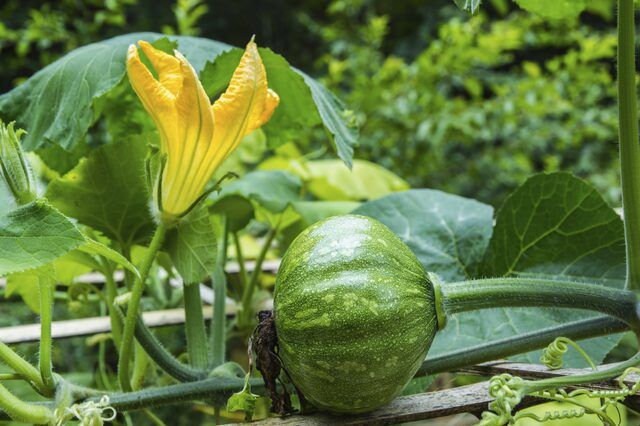 15 Organic Kabocha Seeds | Japanese Squash | Buttercup Squash | Asian ...