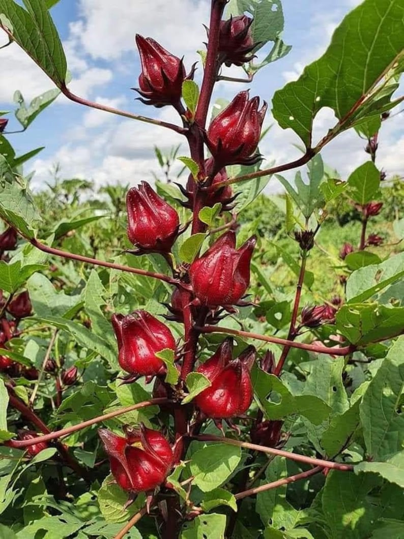 25 Organic Hibiscus Sabdariffa roselle Seeds Red Atiso - Etsy