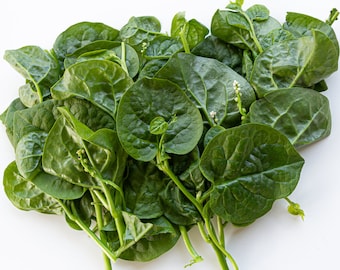 35+ Organic Malabar Spinach | Rau Mong Toi | Basella Alba | Cylon Spinach | Germination Guarantee! | Home Grown | NON-GMO | Fast Shipping!