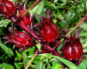 25 Bio Hibiskus Sabdariffa (Roselle) Samen | Roter Atiso | Jamaikanischer Sauerampfer | Kräutertee | Non-GMO | Eigenes Anbauen | Schneller Versand!