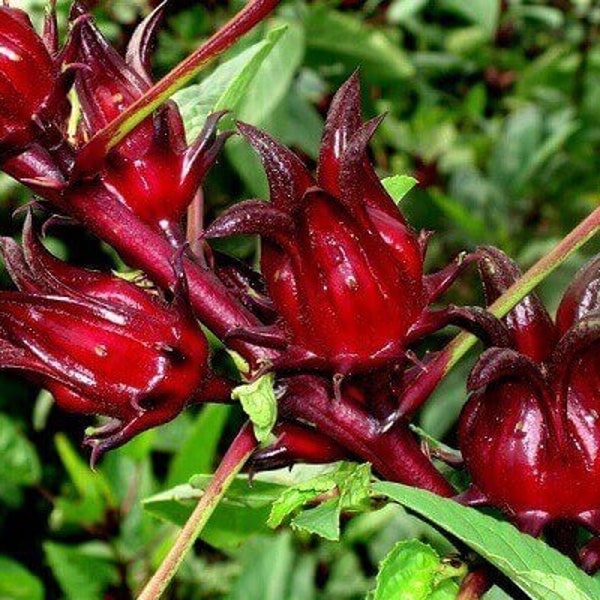 25 Organic Hibiscus Sabdariffa (Roselle) Seeds | Red Atiso | Jamaican Sorrel |  Herbal Tea | Non-GMO | Home Grown | Fast Shipping!