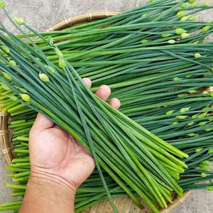 50 Organic Chives | Allium Tuberosum | Chinese Leeks | Vietnam Rau He | Germination Guarantee! | Home Grown | NON-GMO | Fast Shipping!
